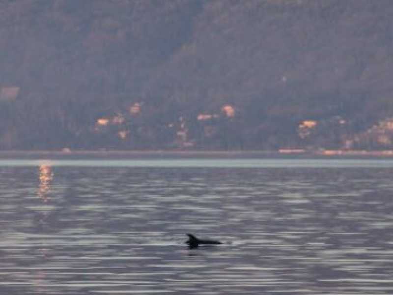Foto tratta dalla pagina Facebook DelTa - Delfini e Tartarughe in Alto Adriatico