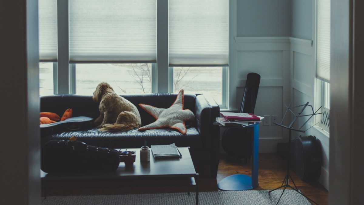 Immagine di Penso che il cane si sia messo in quarantena, chissà cosa ha saputo