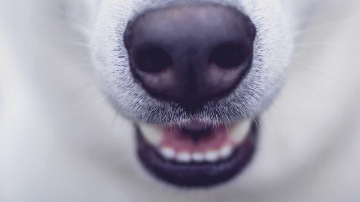 Immagine di Teoria dell'involuzione