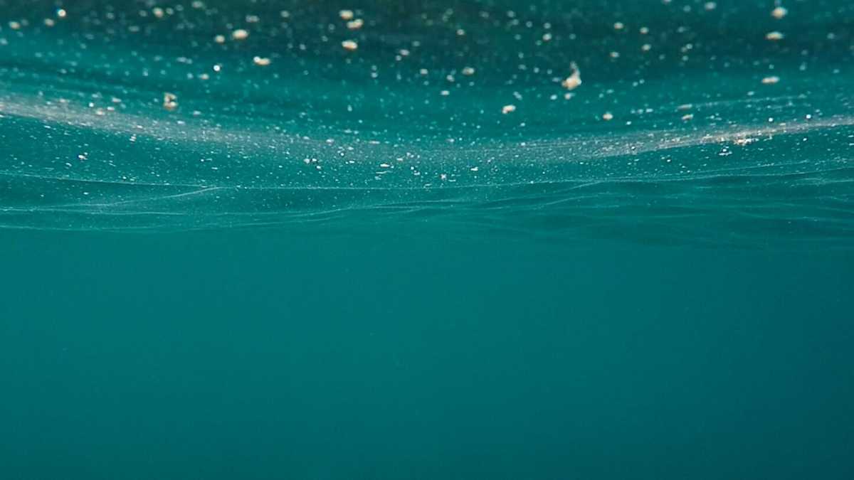 Immagine di La sedazione, per affrontare più fermamente il virus