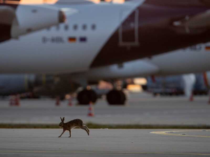 Un coniglio attraversa le piste dell'aeroporto di Francoforte, chiuso per l'emergenza Covid-19 (foto LaPresse)