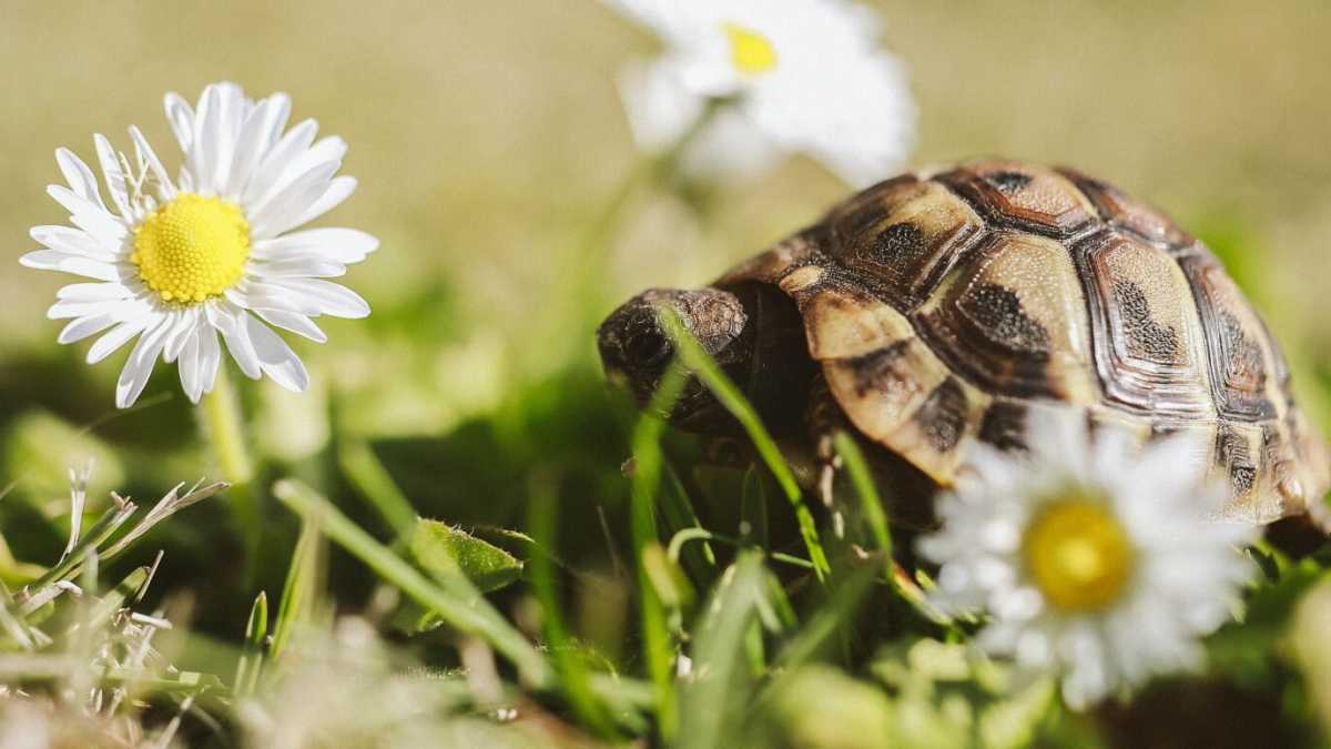 Immagine di Uscire dal guscio