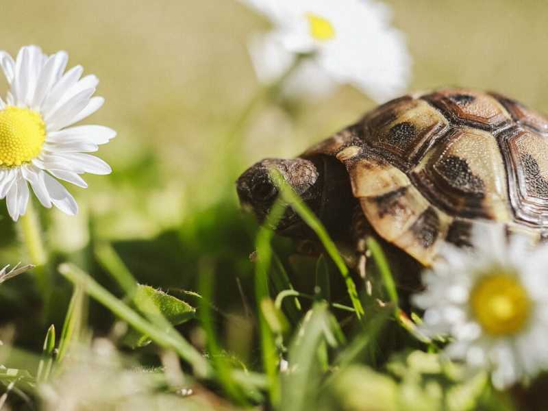 Foto di Sindy Strife via Unsplash