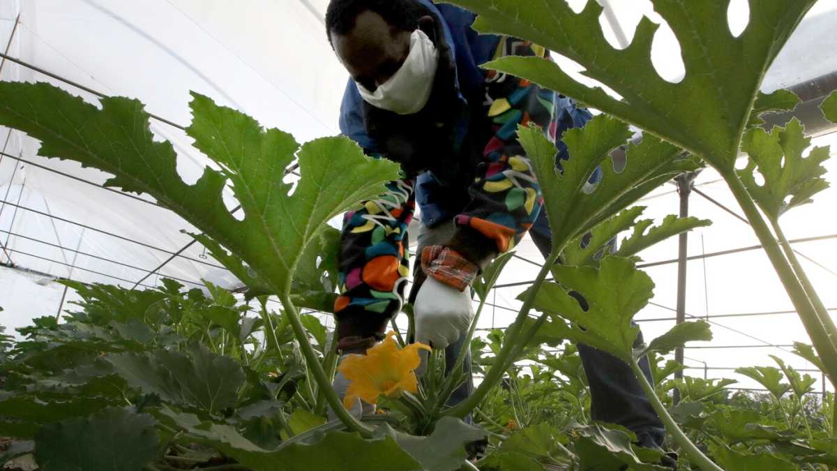 Immagine di Difendere la filiera della vita. Come sarà l'agricoltura del post coronavirus?