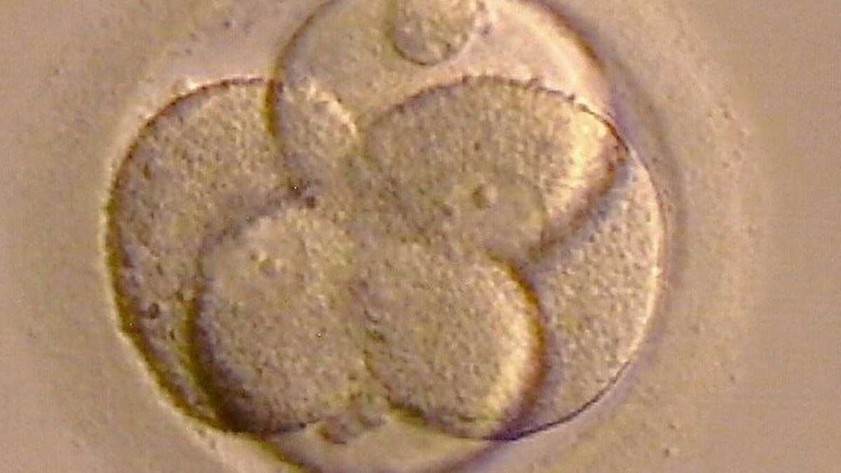 Immagine di L’Onu contro l’“eugenetica liberale”