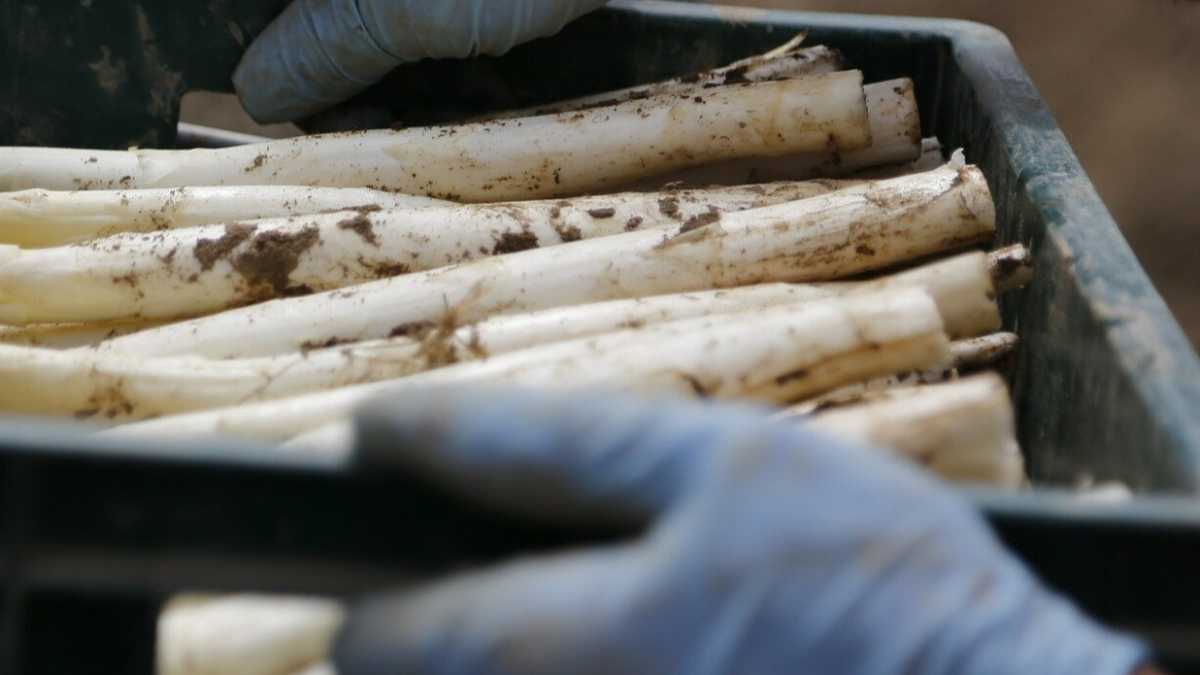 Immagine di Spezzarsi la schiena