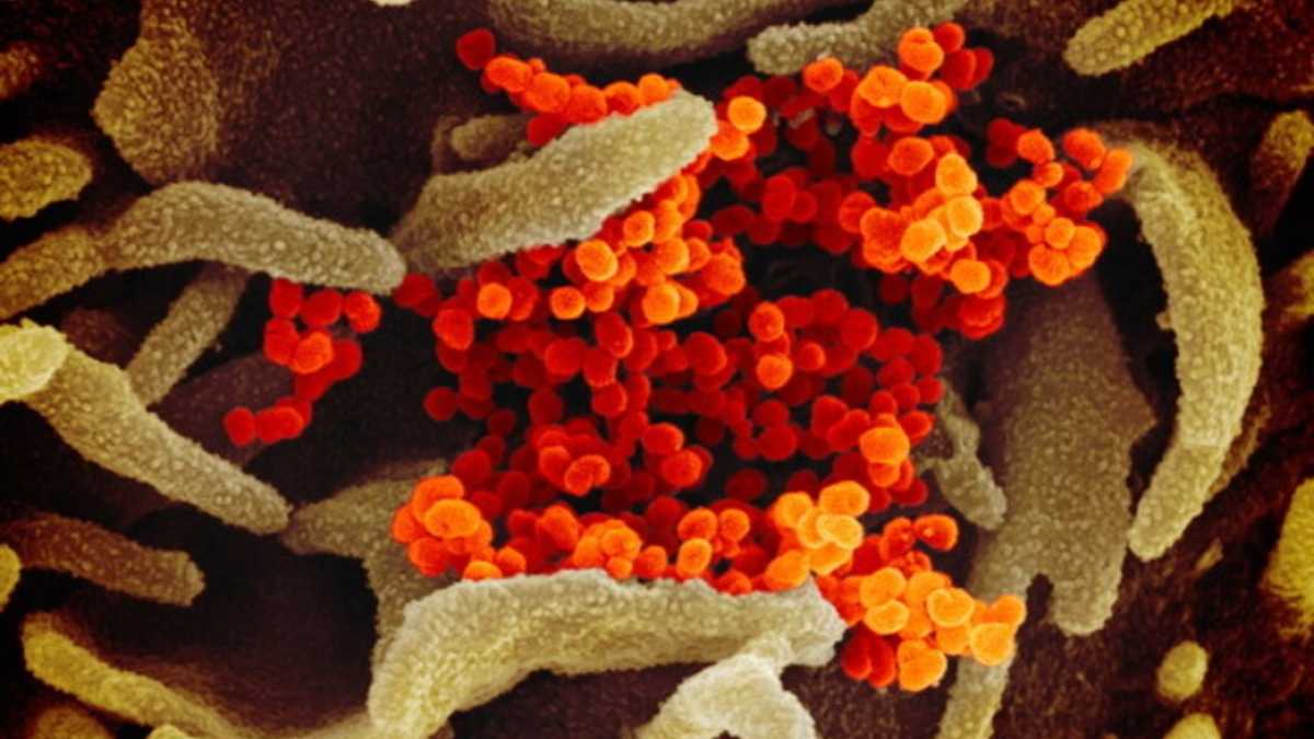 Immagine di Come cambia il virus