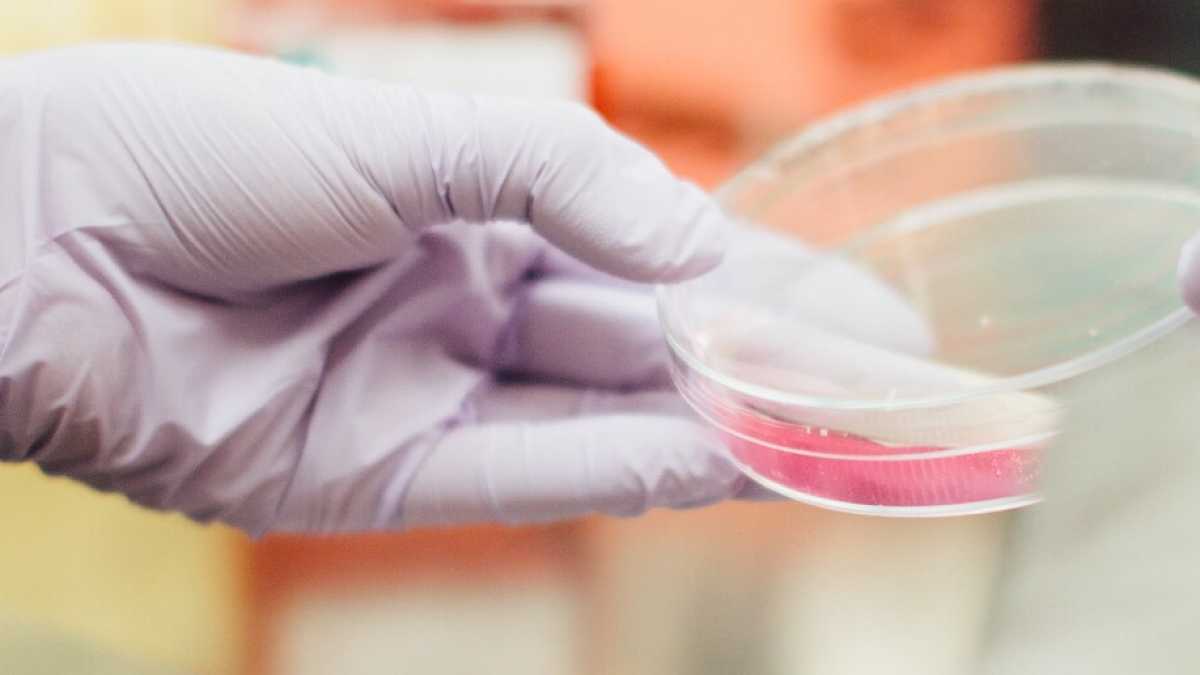 Immagine di Per il vaccino anti-Covid gli animalisti preferiscono le cavie umane