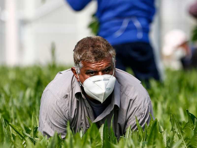 Agricoltura, raccolta stagionale a rischio per emergenza coronavirus (foto Cecilia Fabiano/ LaPresse)