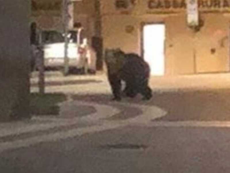 L'orso che fa irruzione nella fattoria degli animali "Italia"