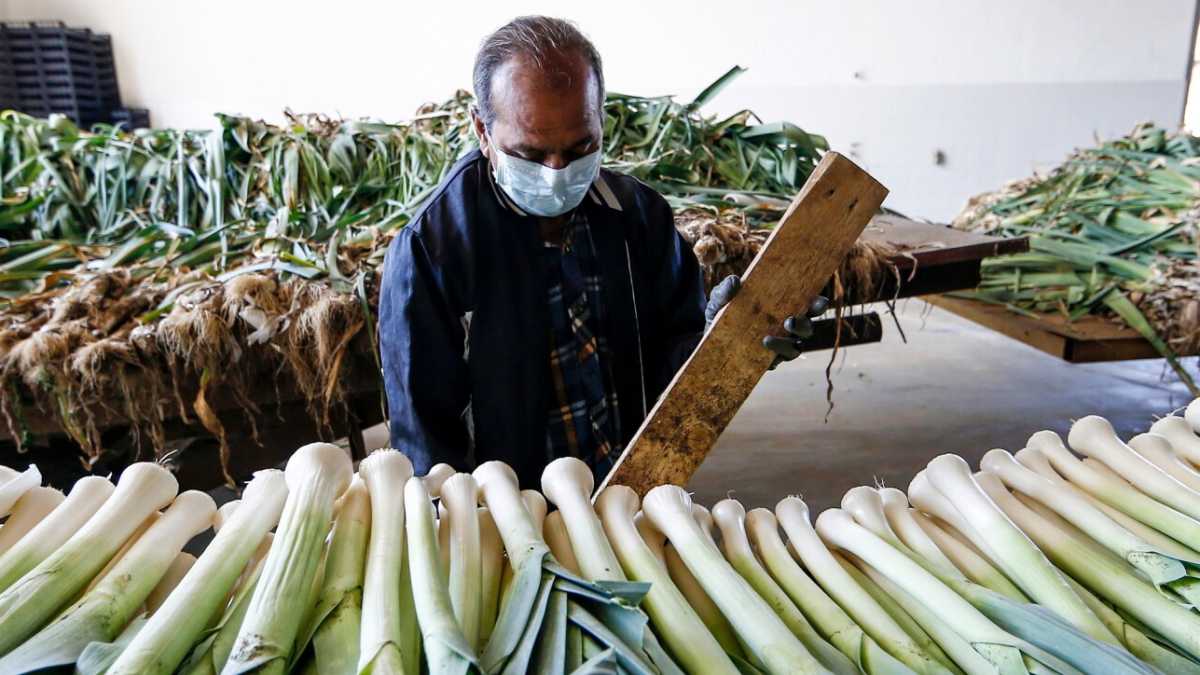 Immagine di Più regolarizzazioni, più lavoro nero: falsa relazione