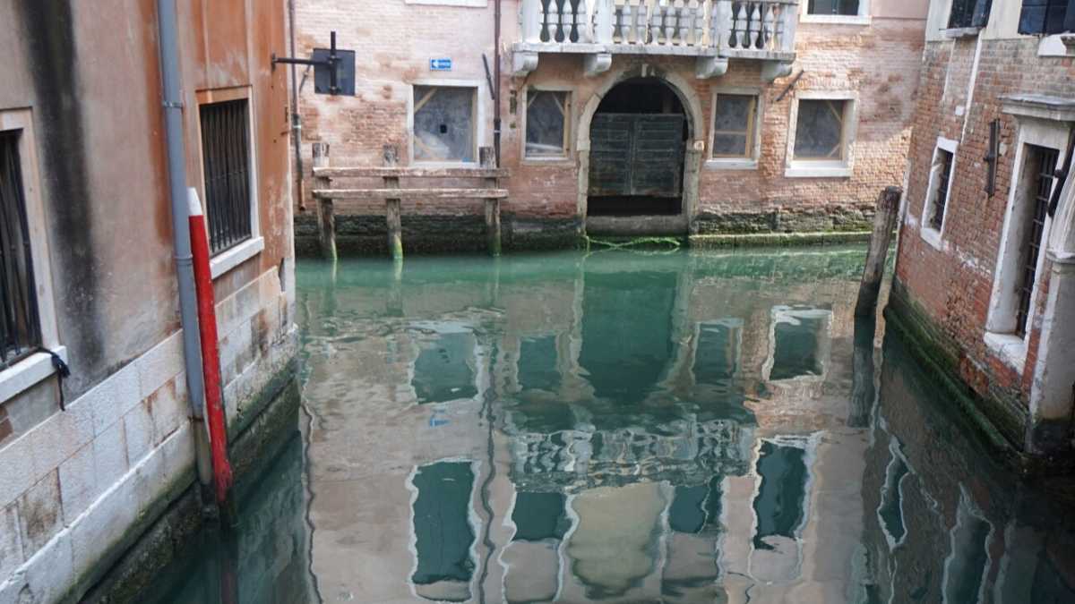 Immagine di Il ritorno del polpo nel canàl