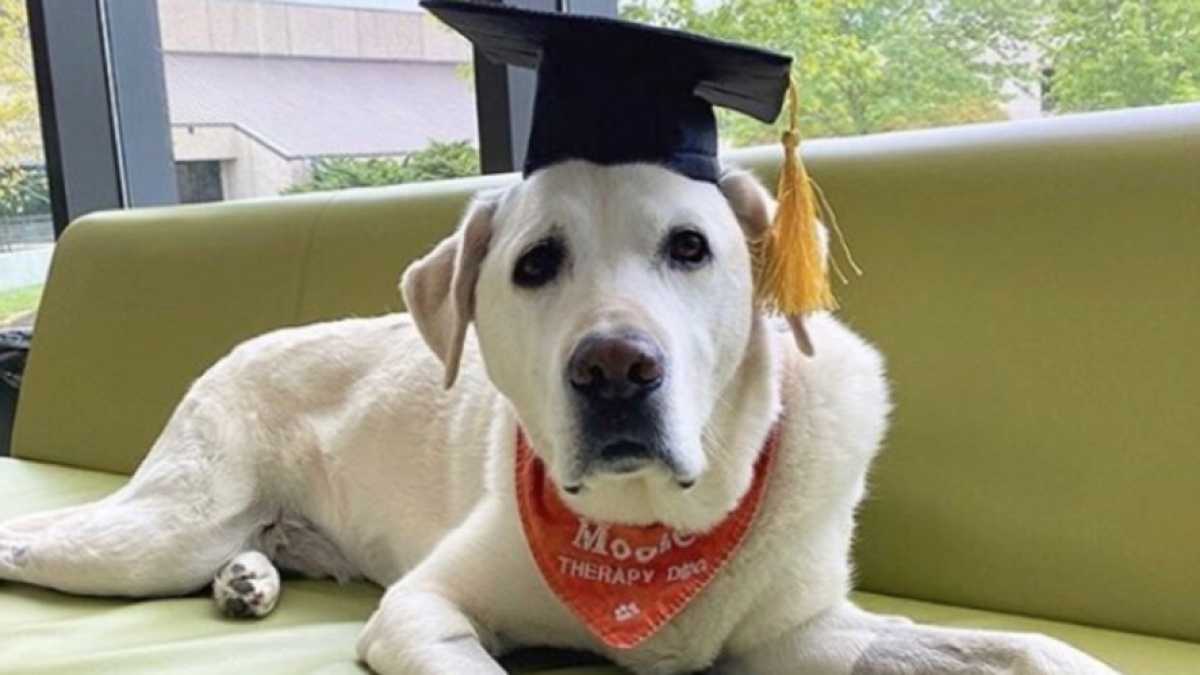 Immagine di Dare la laurea a cani e a porci