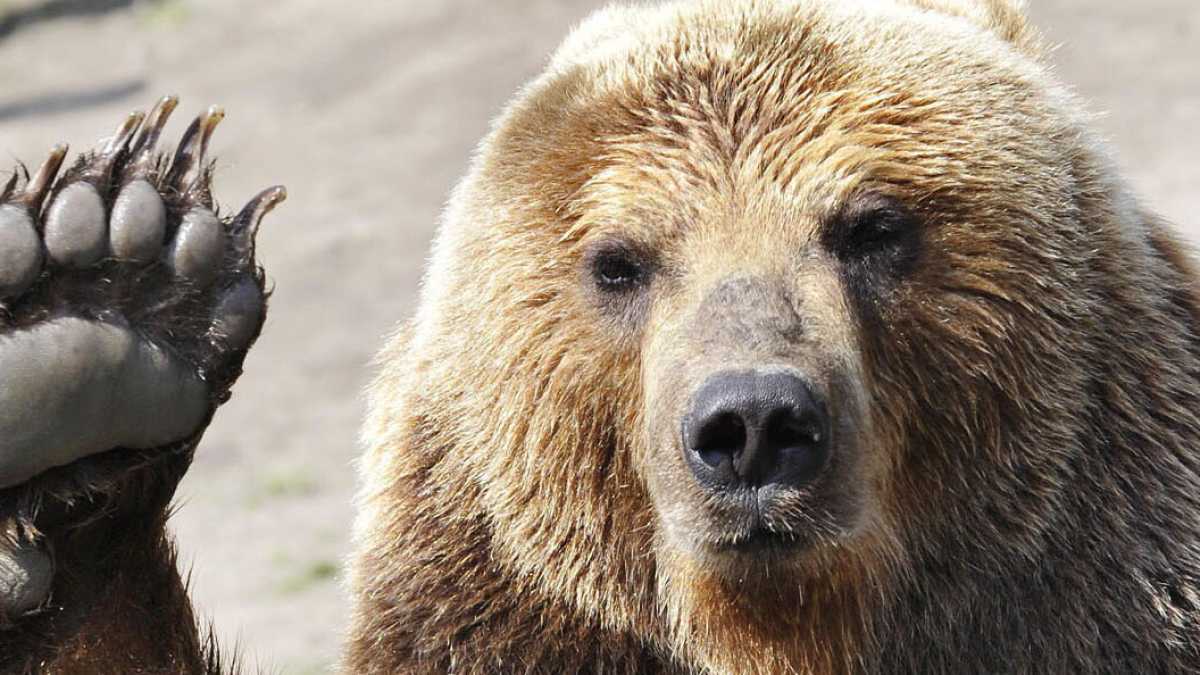 Immagine di L’orso civico