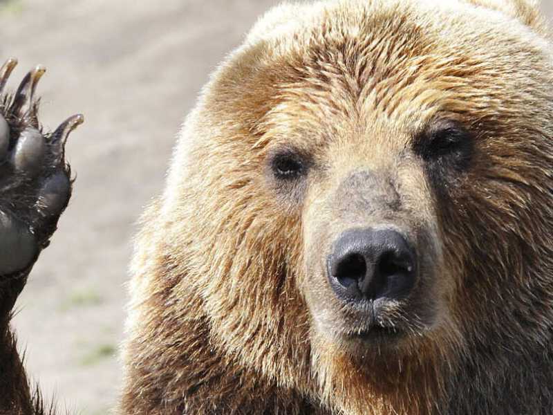 L’orso civico