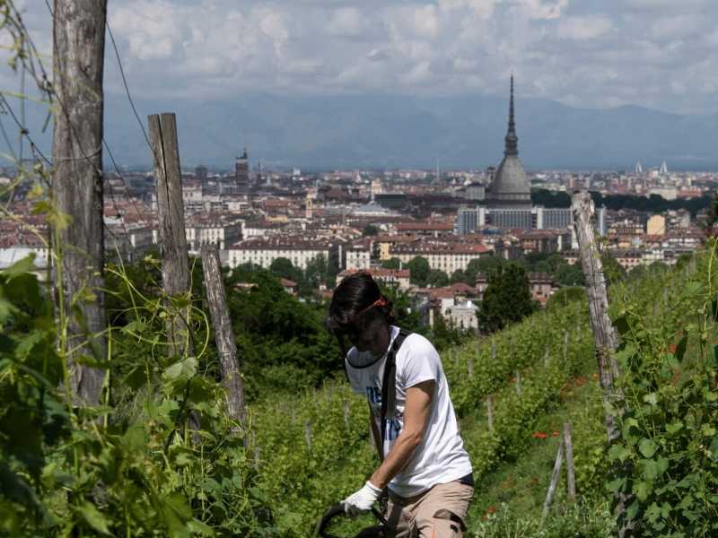 Sulla collina di Torino continuano i lavori di mantenimento nelle vigne