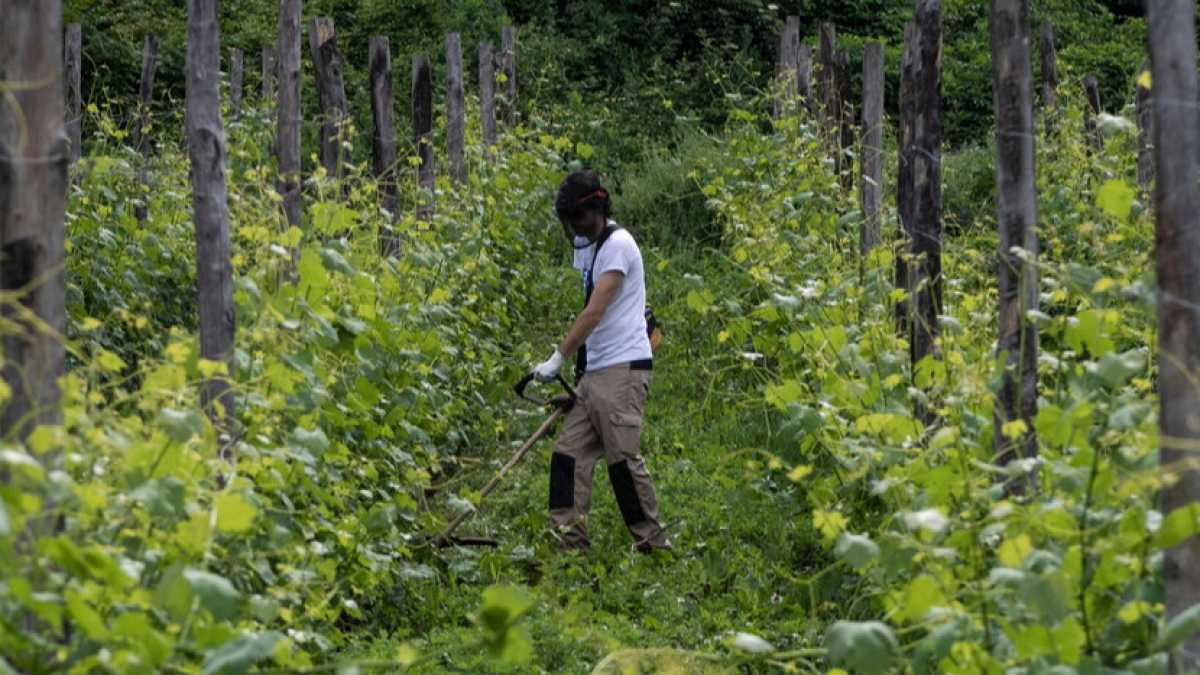Immagine di Dal mare alla vigna. Sarà l'estate dell'enoturismo?