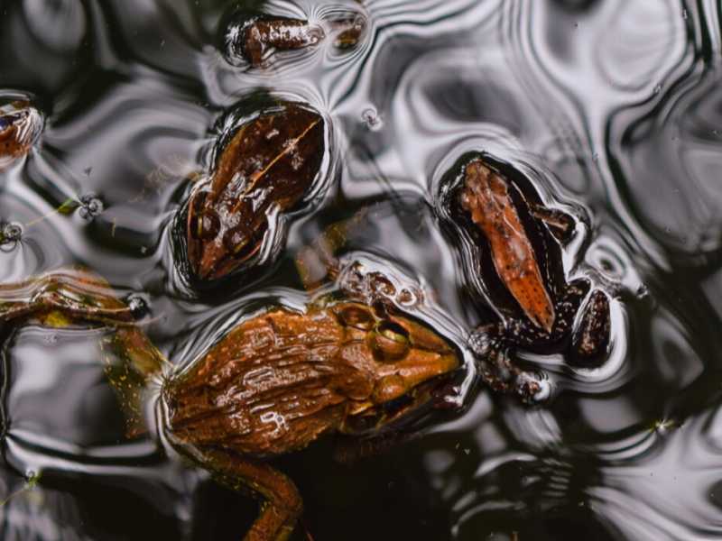(foto Unsplash)