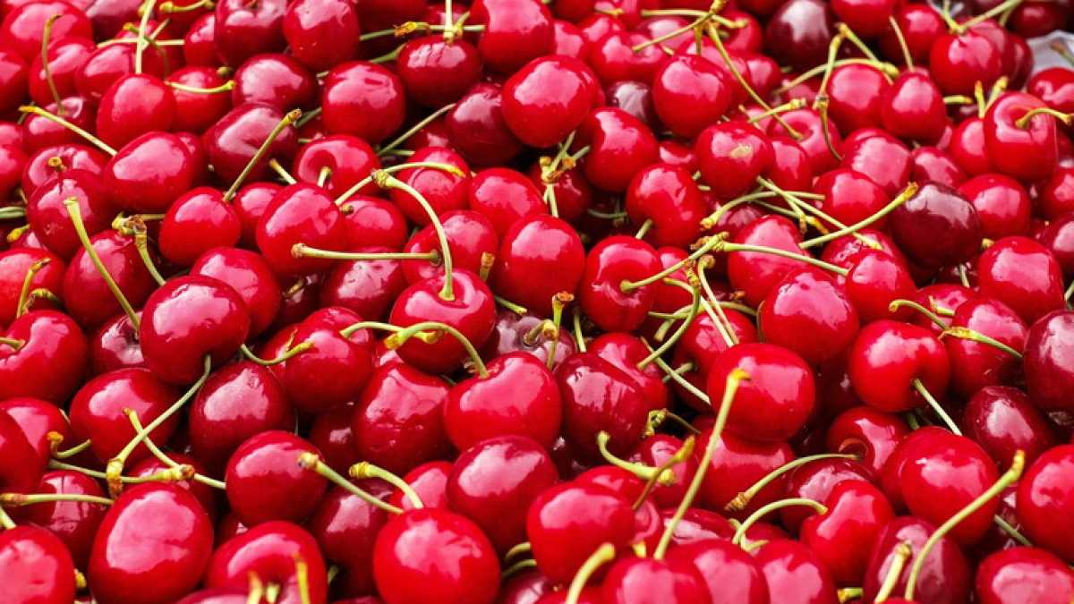 Immagine di Non potete giocare a calcetto? Dedicatevi allo sputo del nocciolo di ciliegia