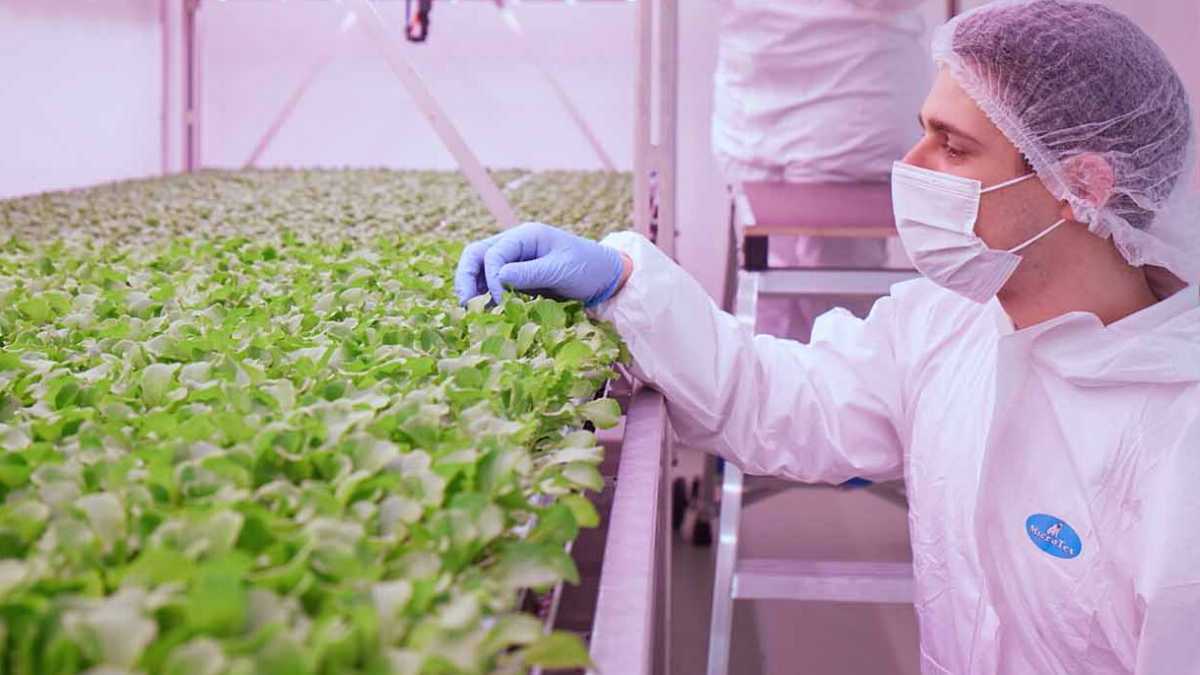 Immagine di Arriva l’orto verticale. Non un grattacielo, ma agricoltura per il futuro