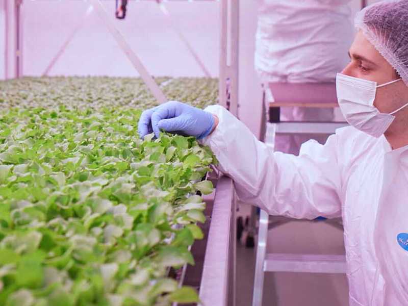 Arriva l’orto verticale. Non un grattacielo, ma agricoltura per il futuro
