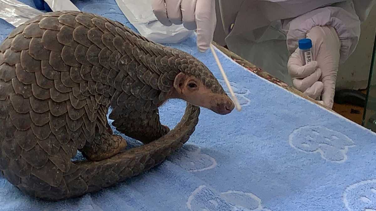 Immagine di L’era del pangolino