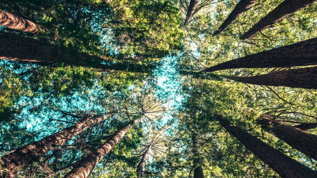 Immagine di Il “Canto degli alberi” di Antonio Moresco, il più mahleriano degli scrittori