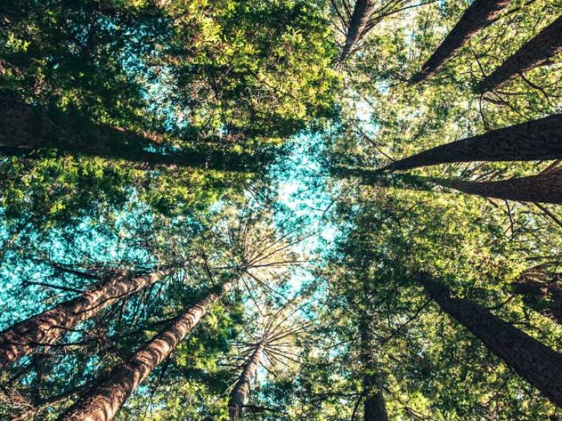 Foto Unsplash