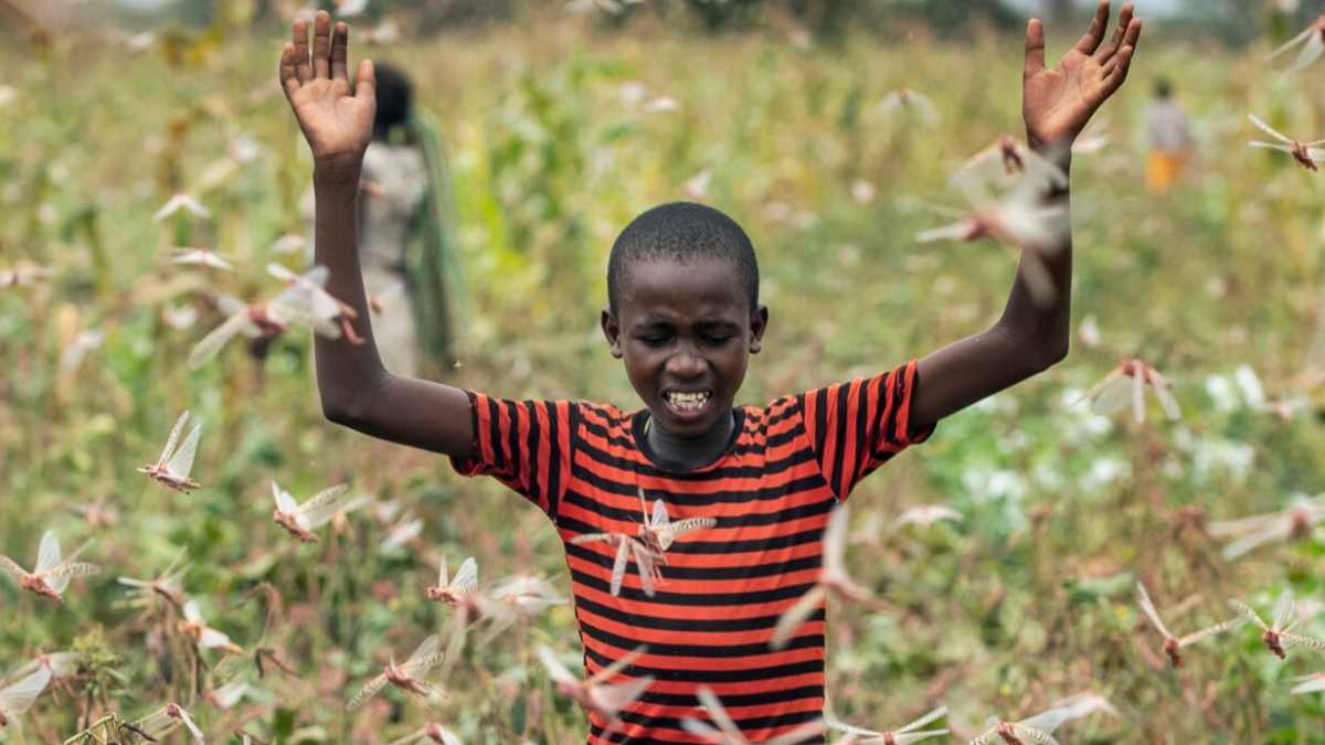 Immagine di E ora le locuste