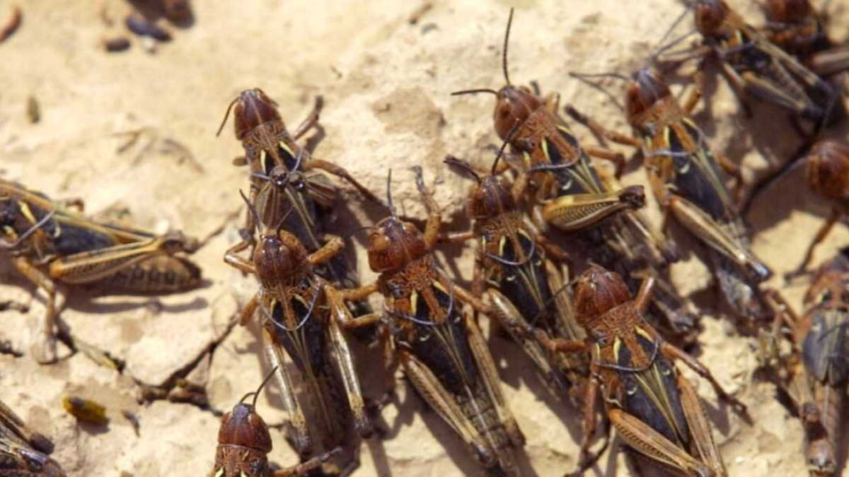 Immagine di Le proteste americane e l'invasione delle cavallette in Sardegna