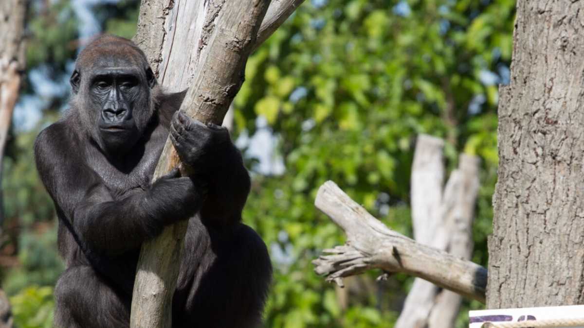 Immagine di Siamo bestiacce