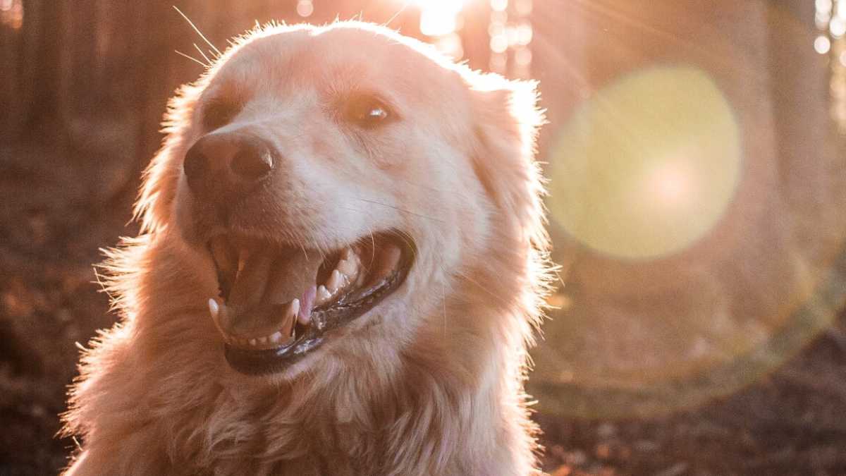 Immagine di Cuori di cane e patti indissolubili. Non sarò la schiava di nessuno