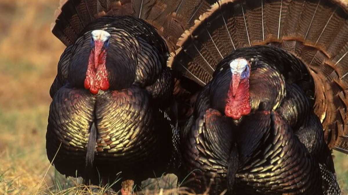 Immagine di Ricordatevi del tacchino