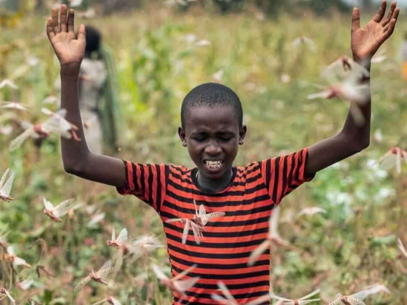 A gennaio in Africa orientale sciami di cavallette hanno devastato ettari di raccolto (foto Ap)