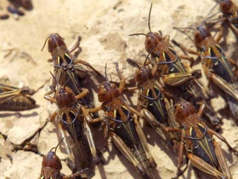 Le proteste americane e l'invasione delle cavallette in Sardegna