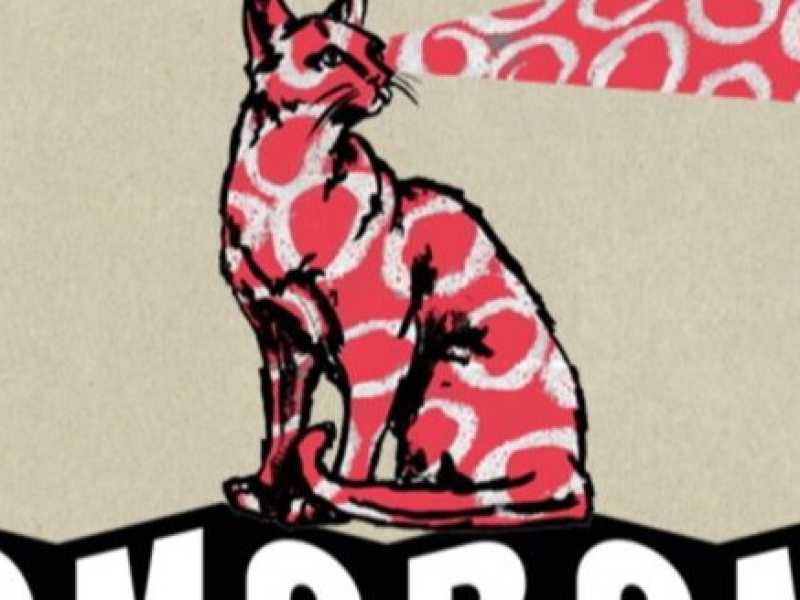 Operazione gatto