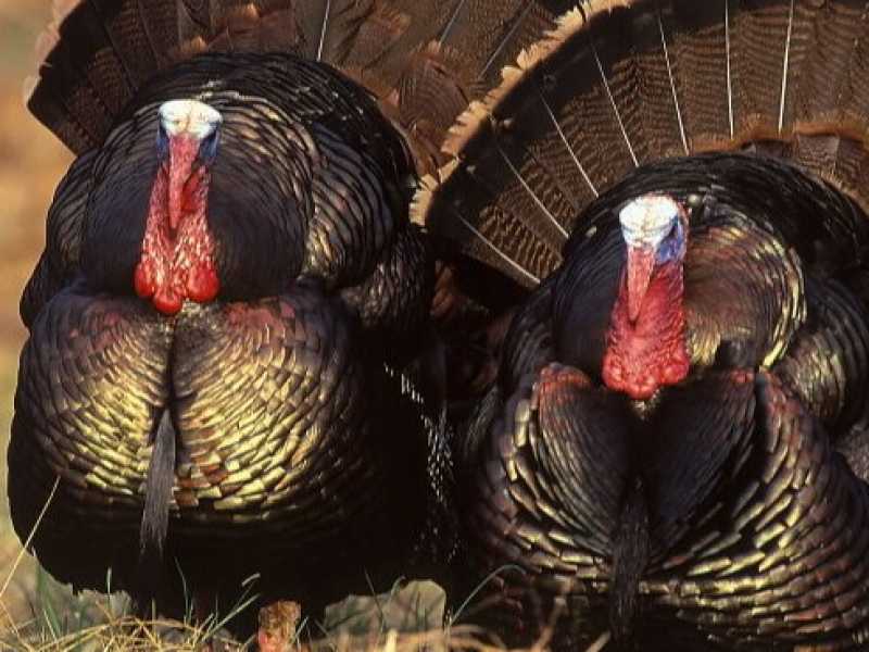 Foto California Department of Fish and Wildlife via Flickr
