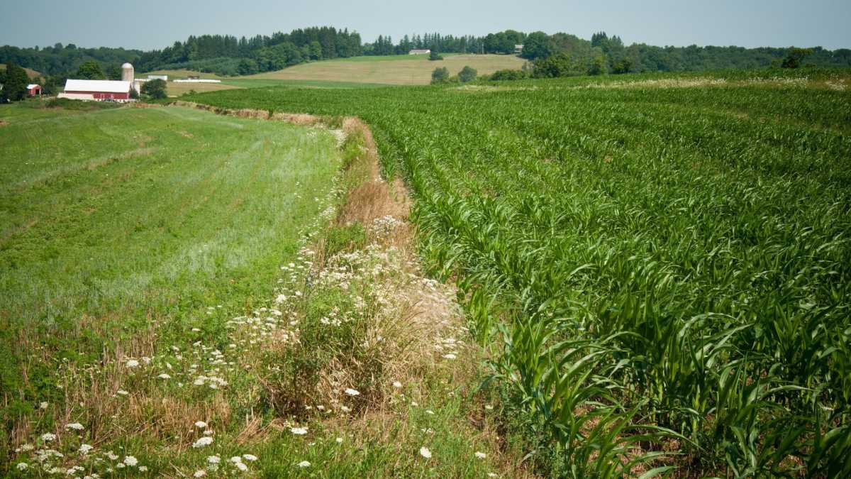 Immagine di La comunità scientifica è unita: la biodinamica resti fuori dall’università