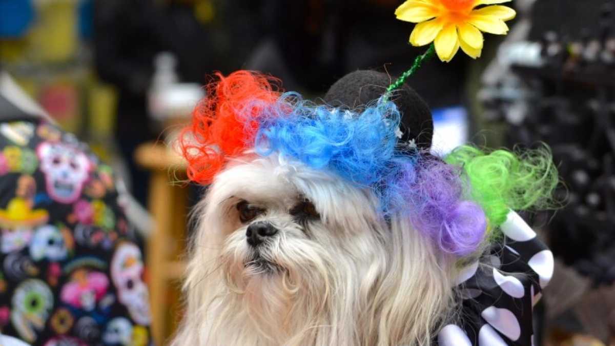 Immagine di Potete vestire il vostro cane da leone “solo se sapete che lo accetta senza sofferenza”