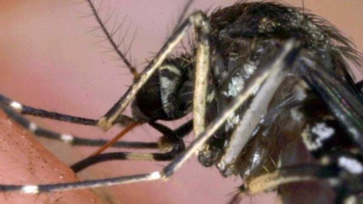 Immagine di O gli ogm o la dengue. Così le zanzare biotech potrebbero scacciare le epidemie