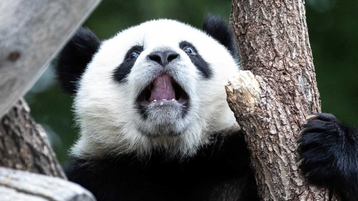 Immagine di Panda Lives Matter, però fregano le altre minoranze