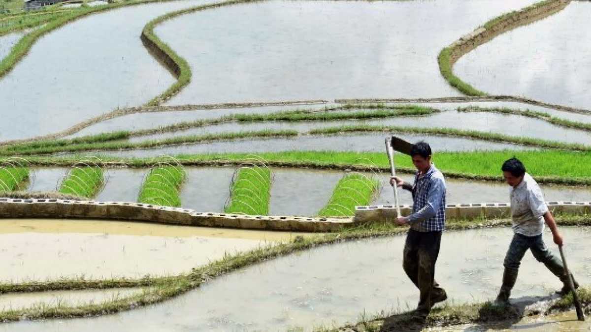 Immagine di Vendere riso ai cinesi? Ecco perché Scotti ci prova