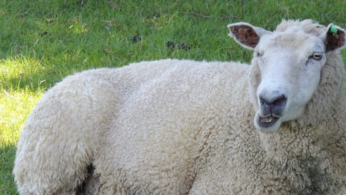 Immagine di La fine della Nato araba, i killer dell'Isis e le pecore mutanti. Di cosa parlare stasera a cena