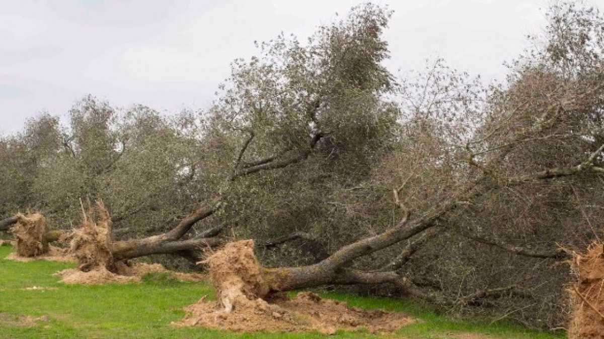 Immagine di Perché l'Italia è stata rimproverata per la xylella