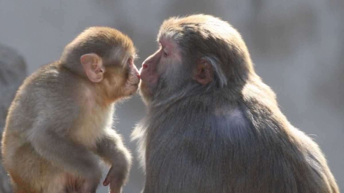 Immagine di La prevalenza della scimmia