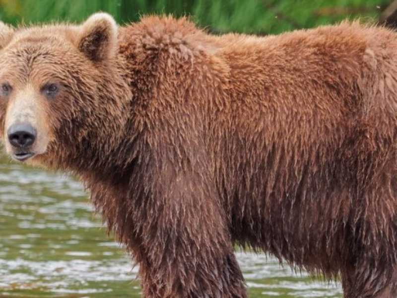 Se trattate gli animali come uomini non stupitevi se loro vi tratteranno come bestie