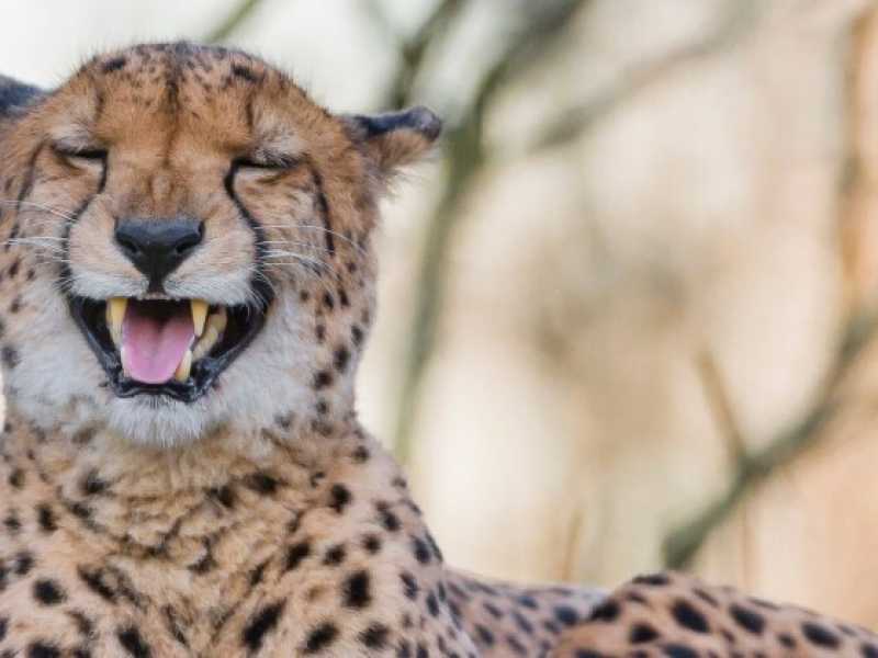 Un ghepardo nella foto di Tambako The Jaguar (via Flickr)