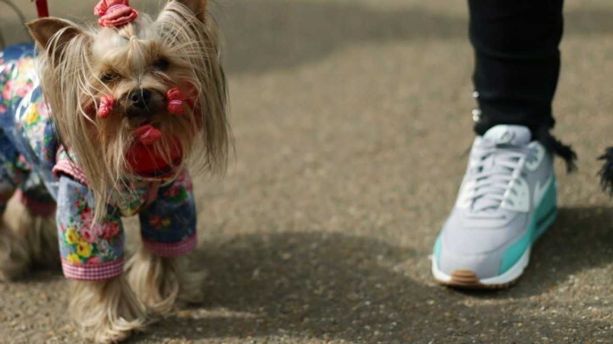 Immagine di A San Francisco ci sono più cani che bambini