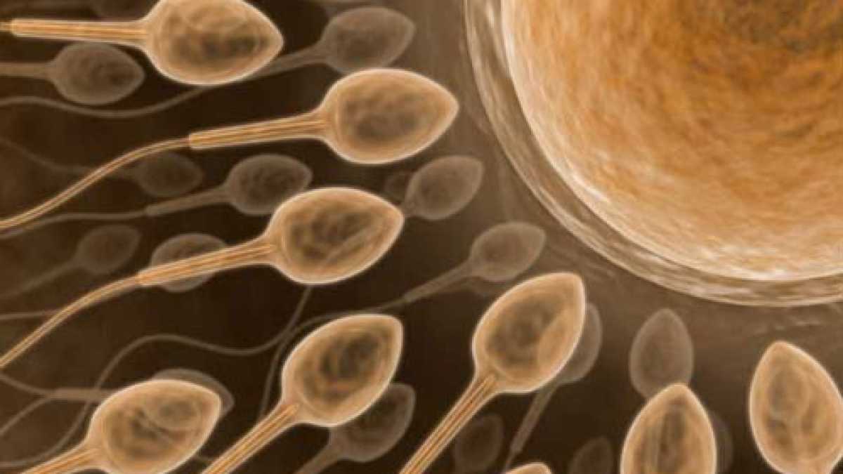 Immagine di L’uomo che ha accoltellato la madre e la "sofferenza" degli spermatozoi
