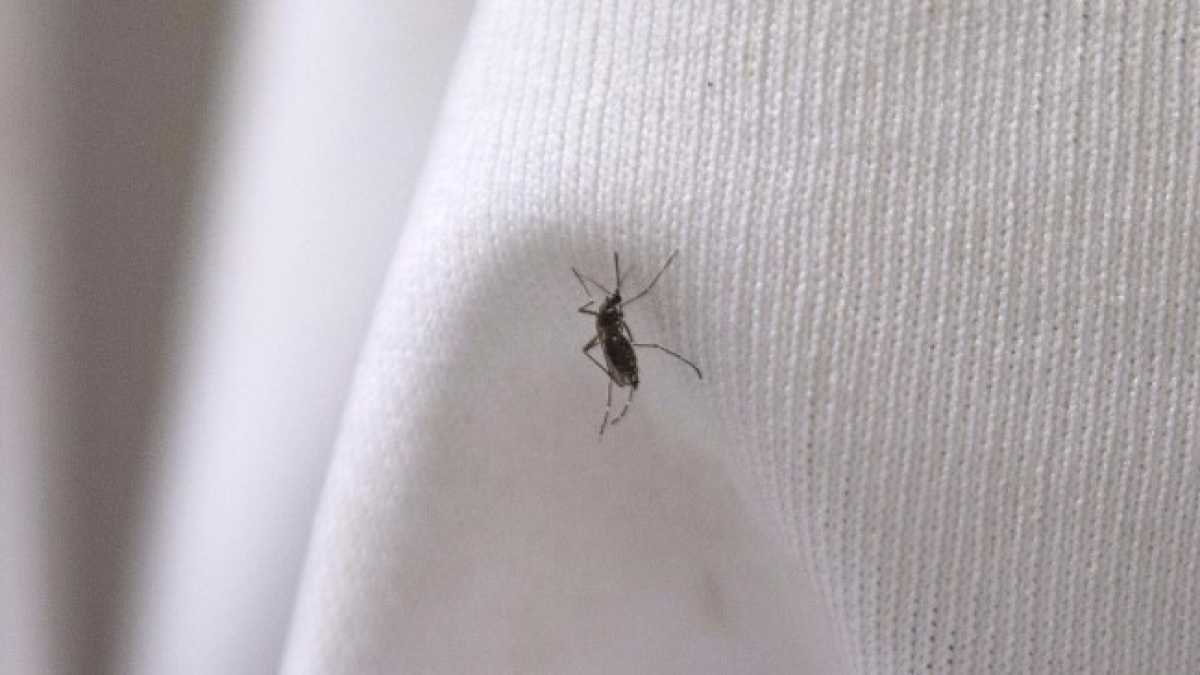 Immagine di Perché abbiamo più paura della Chikungunya che del morbillo